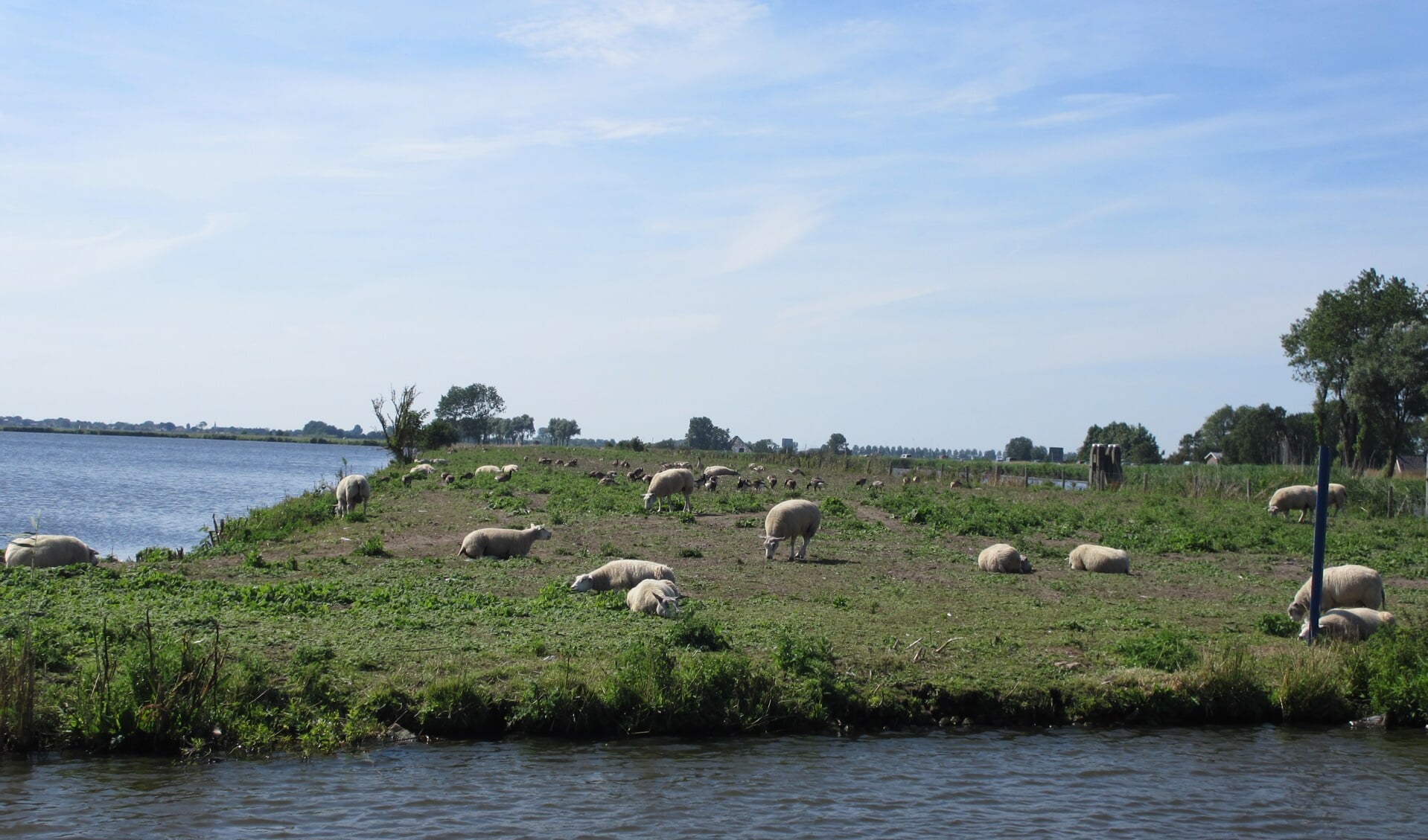 Saskerleidam vol grazende schapen