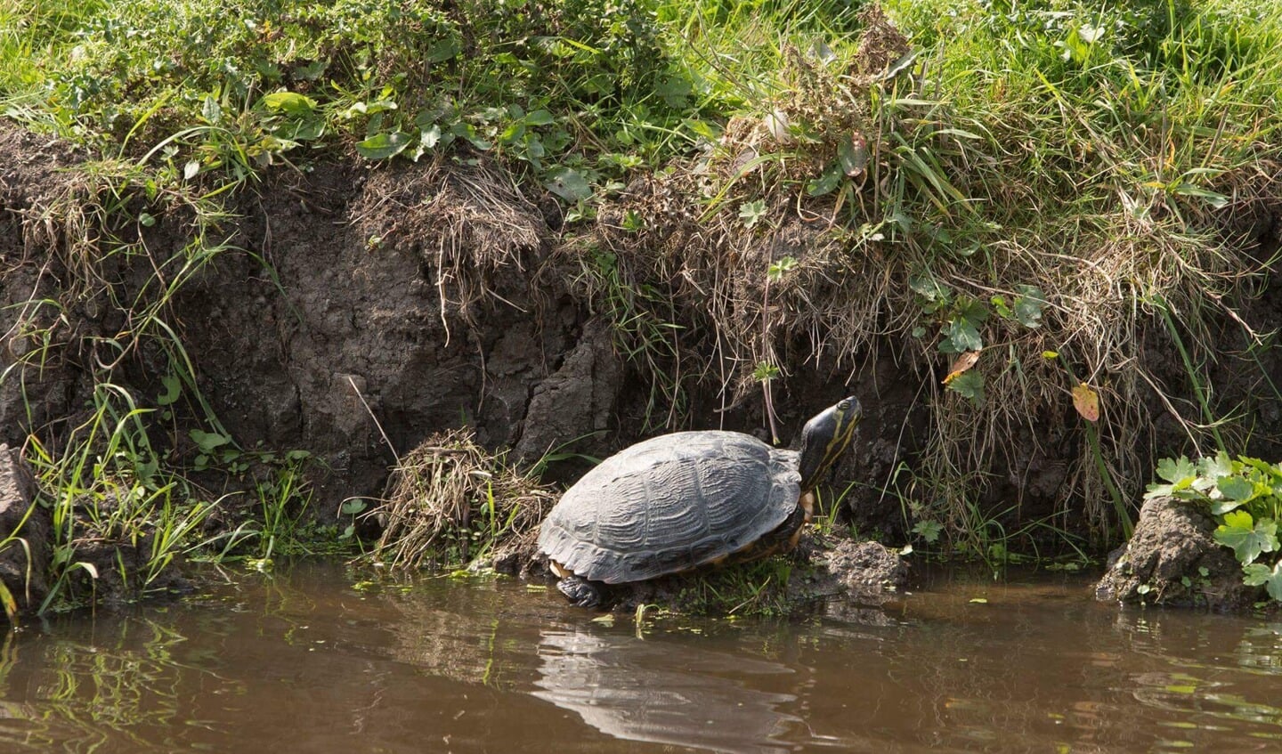 Geelwangschildpad