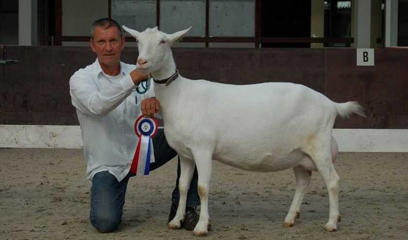 Cees van Diepen met Moniek 56