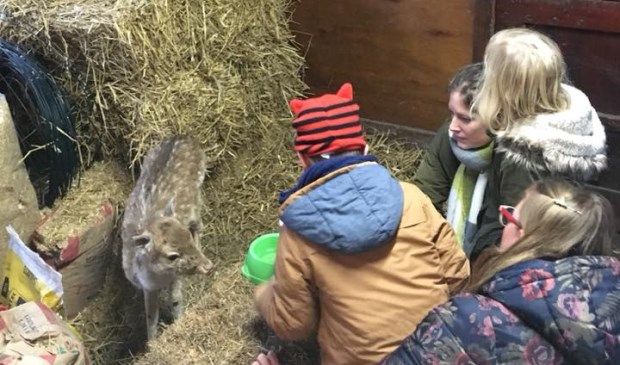 Kinderen van De Vijfhoek kwamen vorige week op ziekenbezoek bij de doodzieke hertjes.