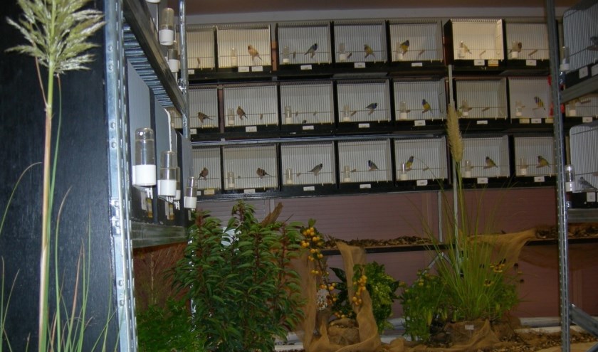 De leden van de vogelvereniging tonen hun vogels in een prachtige tentoonstelling.