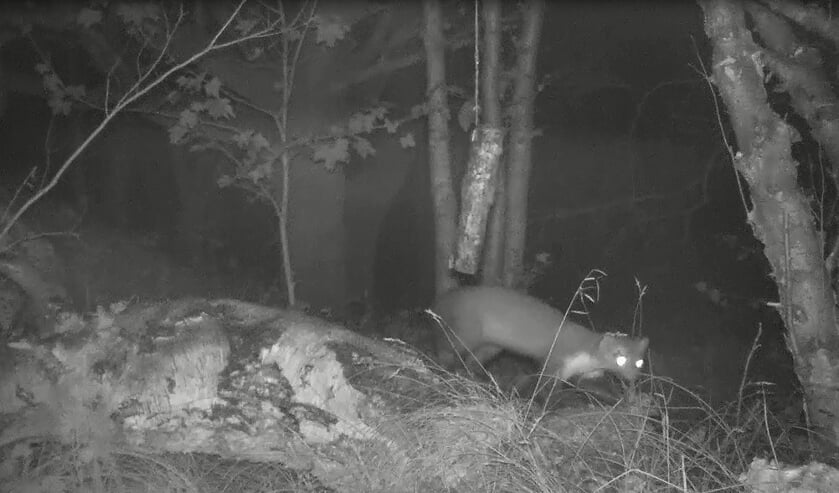 Steenmarter rukt op bescherm uw vogeltjes of dieren in de tuin