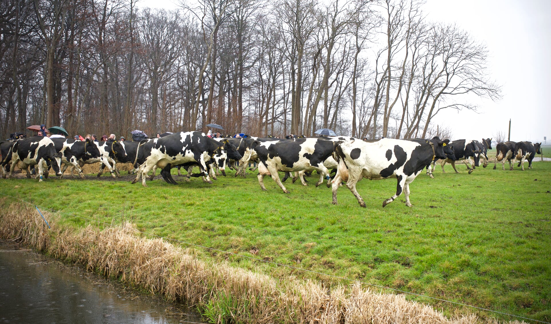 De koeien lopen na een winter op stal weer vrolijk de wei in.