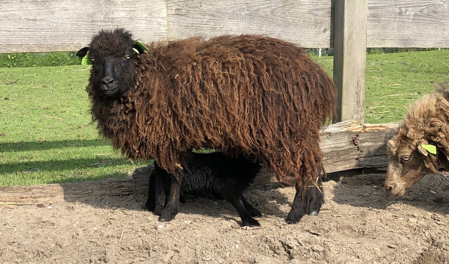 Een ouessantschaap met lam bij het Hertenpark