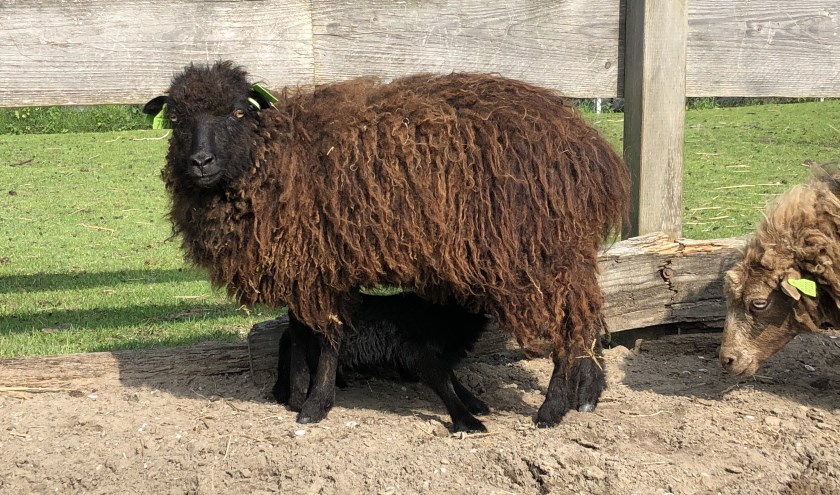 Een ouessantschaap met lam bij het Hertenpark