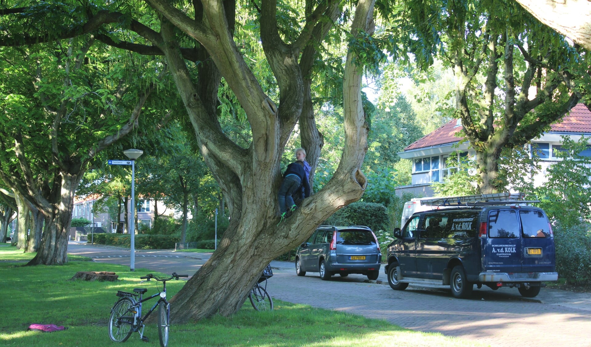 Bomen in de Willem de Zwijgerlaan
