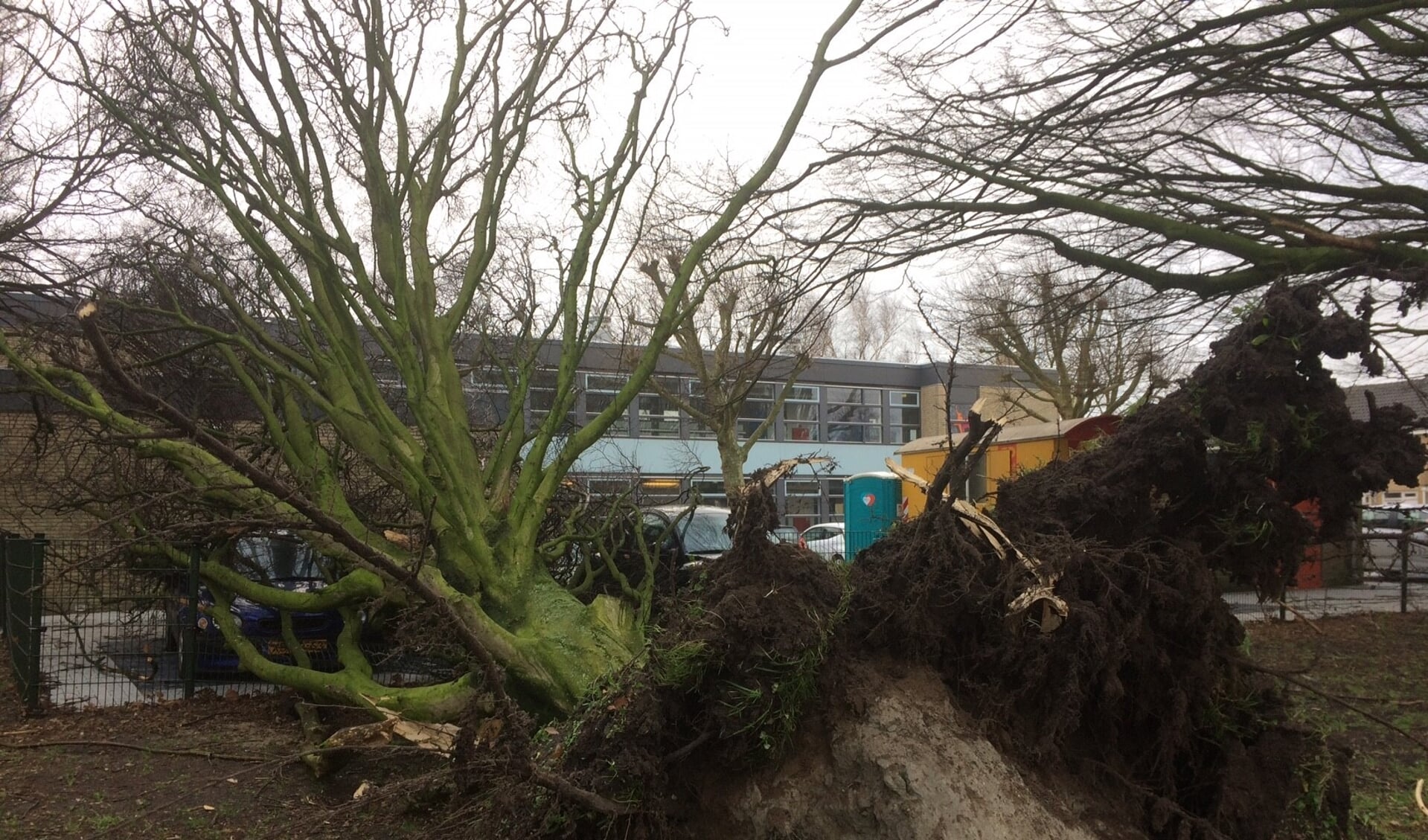 De storm in januari 2018 was te heftig voor deze boom op de Sluijsweidt.