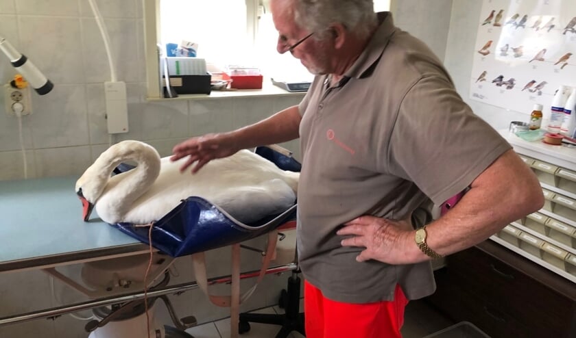 Dierenambulancemedewerker Evert brengt een zieke zwaan binnen.