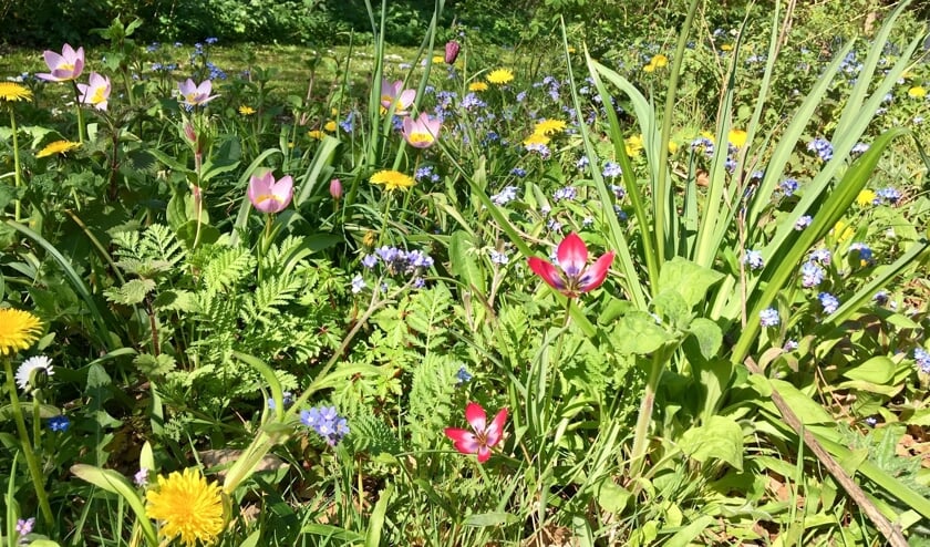 Het bloemenlint op Landgoed Willibrordus lag er in het voorjaar prachtig bij.