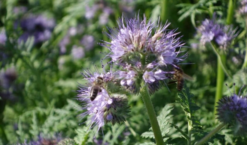 Phacelia: een echte bijenplant