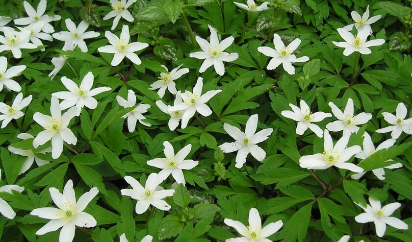Bosanemonen.