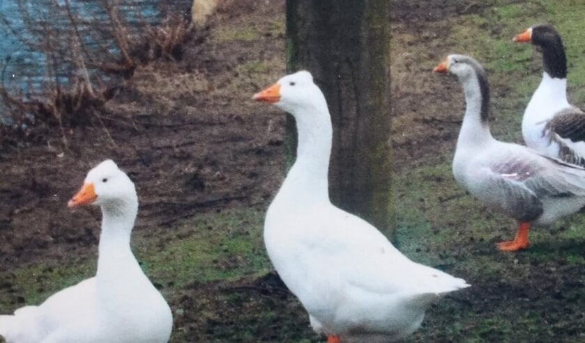 Op deze oude foto ziet u de twee witte ganzen op de voorgrond.