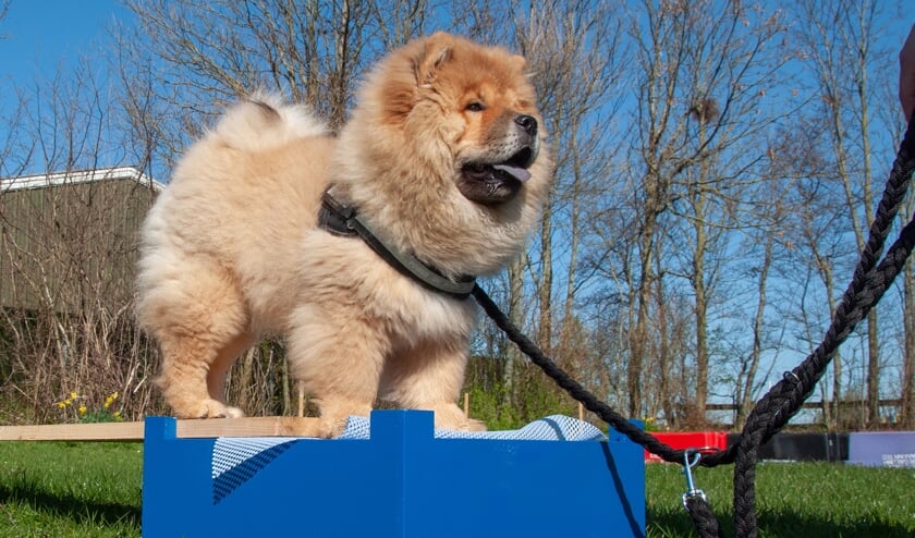 Tijdens de Dag van de Hond ziet u allerlei rassen en demonstraties behendigheid, hoopers en fun.