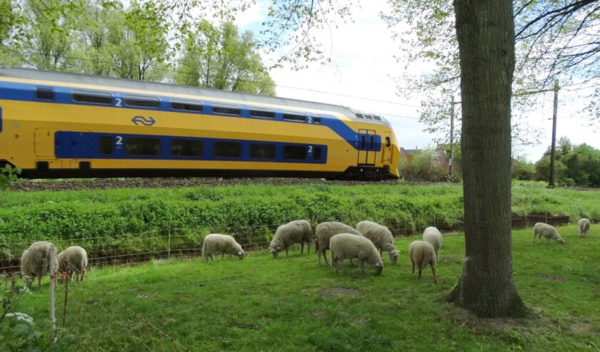 Grazende schapen langs de Vondelstraat