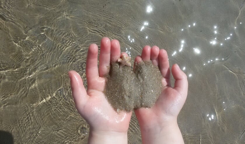 Kleine zeester bij Castricum aan Zee.