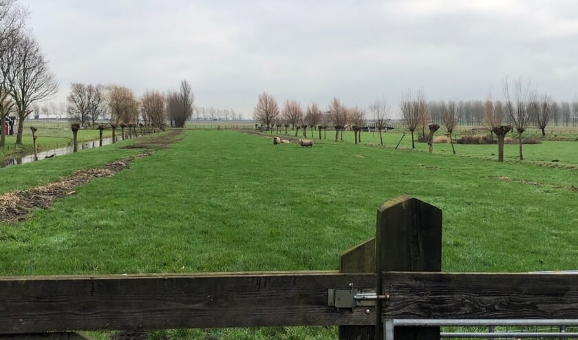 Donny en Molly staan bij te komen in het weiland