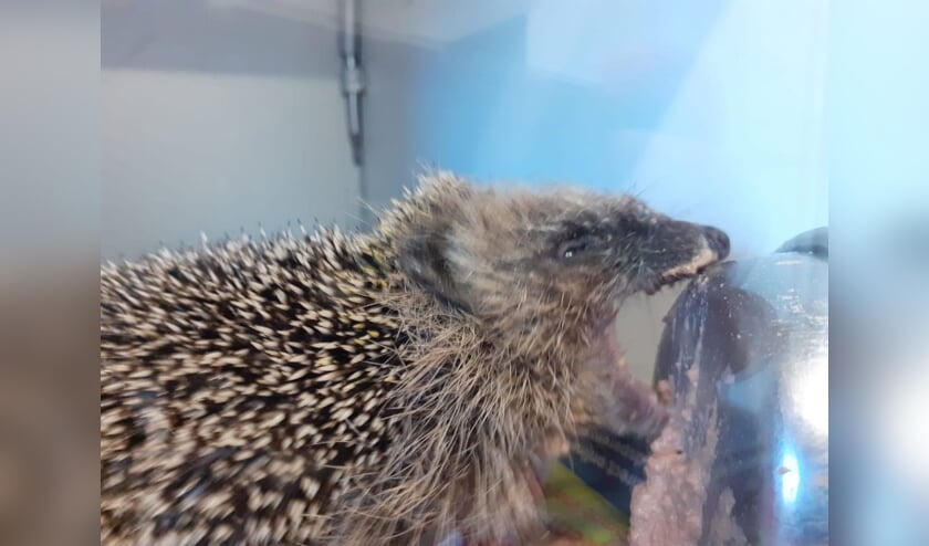<p>Egel Henry, een echte bourgondiër.</p>