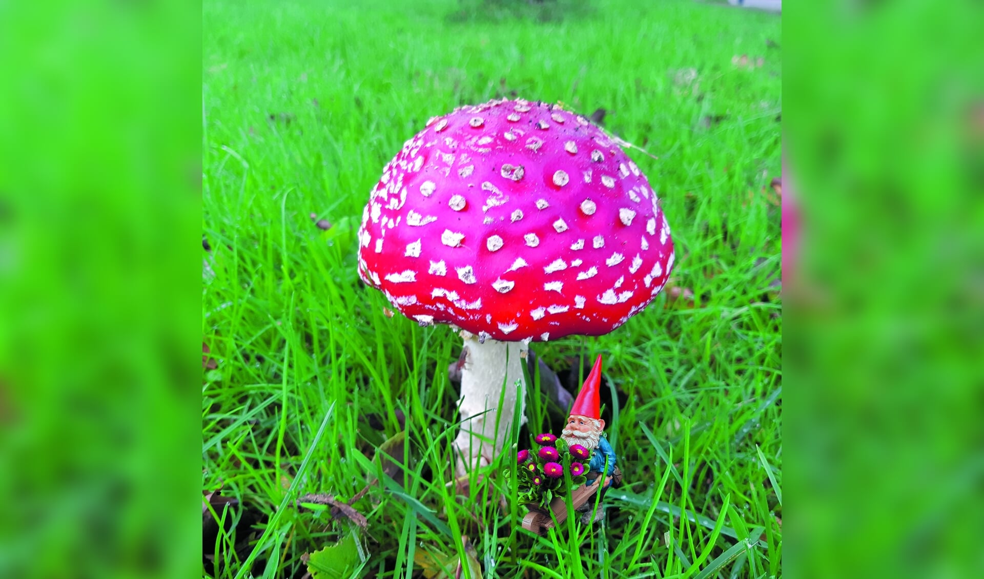 Onder een grote paddenstoel, rood met witte stippen, zat kabouter Spillebeen. Heb jij deze mooie paddenstoel met de kabouter eronder ook al gespot?