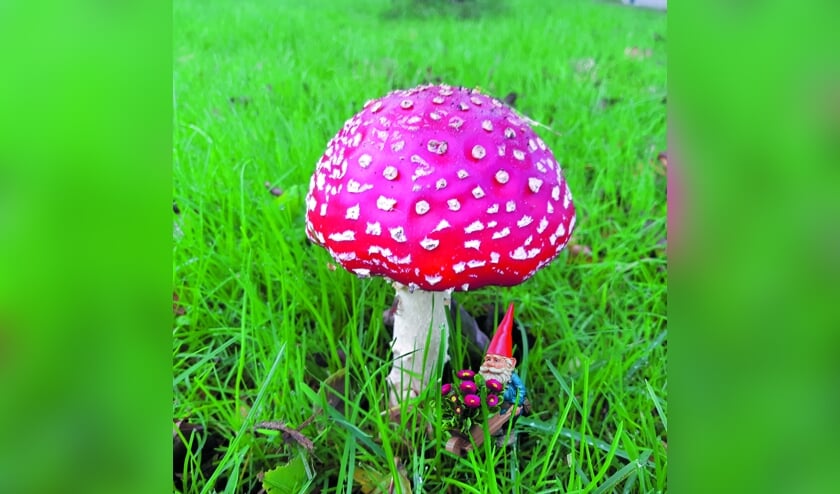 <p>Onder een grote paddenstoel, rood met witte stippen, zat kabouter Spillebeen. Heb jij deze mooie paddenstoel met de kabouter eronder ook al gespot?</p>