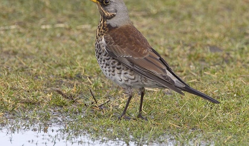 <p>Kramsvogel</p>