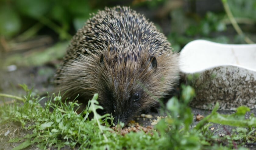Een egel voelt zich goed thuis in een tuin die is overwoekerd met struiken en planten.