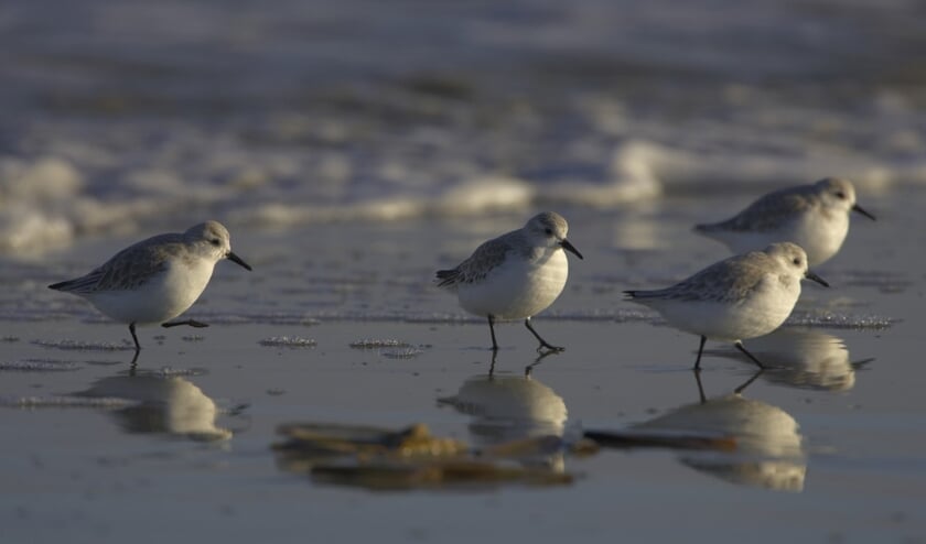 <p>Drieteenstrandlopers</p>