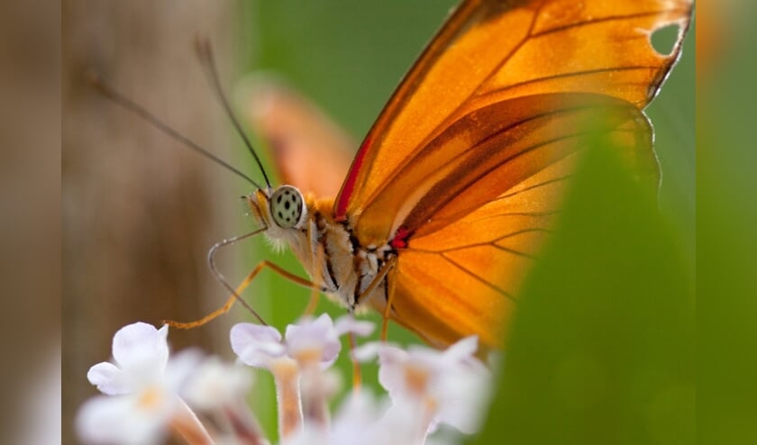 <p>Vlinder</p>