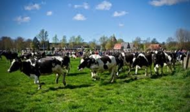 De blije koeien van Ter Coulster.