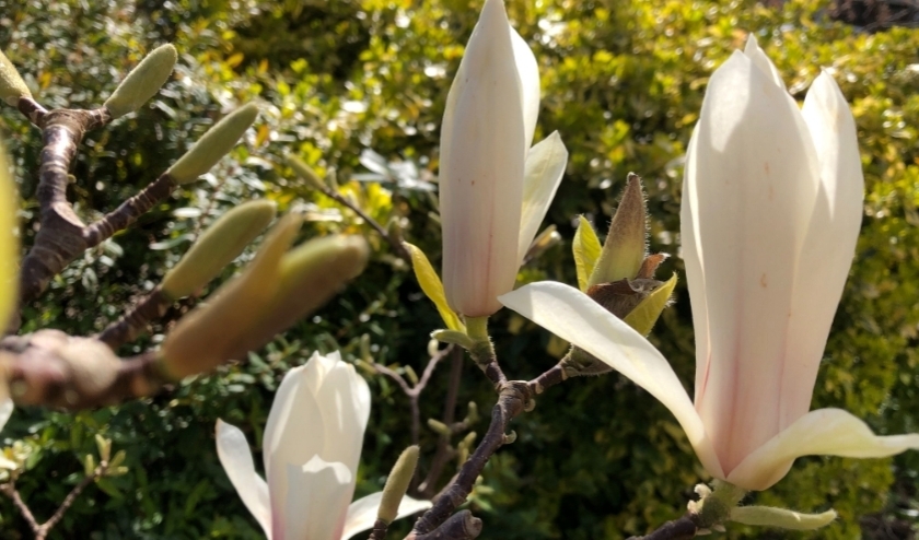 De natuur staat in bloei