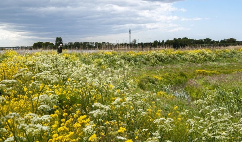 Deze foto is onlangs van de bloemrijke dijk gemaakt. Gehoopt wordt dat dit jaar een te vroege maaibeurt achterwege zal blijven.