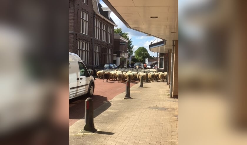 Schapen door de straten in Uitgeest