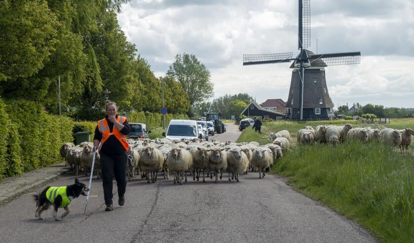 Schaapherder Roxanne leidt de kudde Uitgeest binnen.