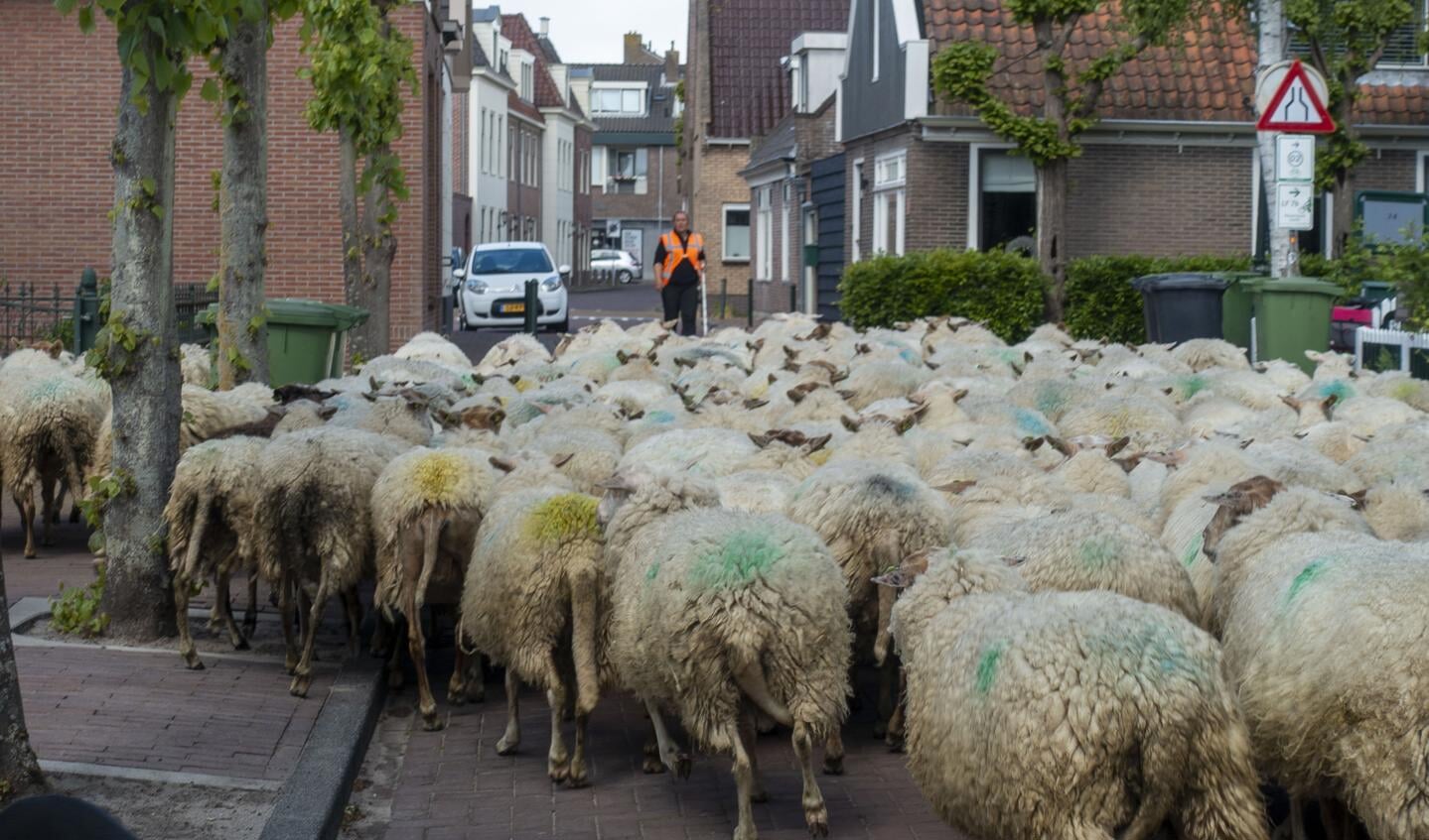 De schapen doorkruisen de smalle straten in het oude dorp.