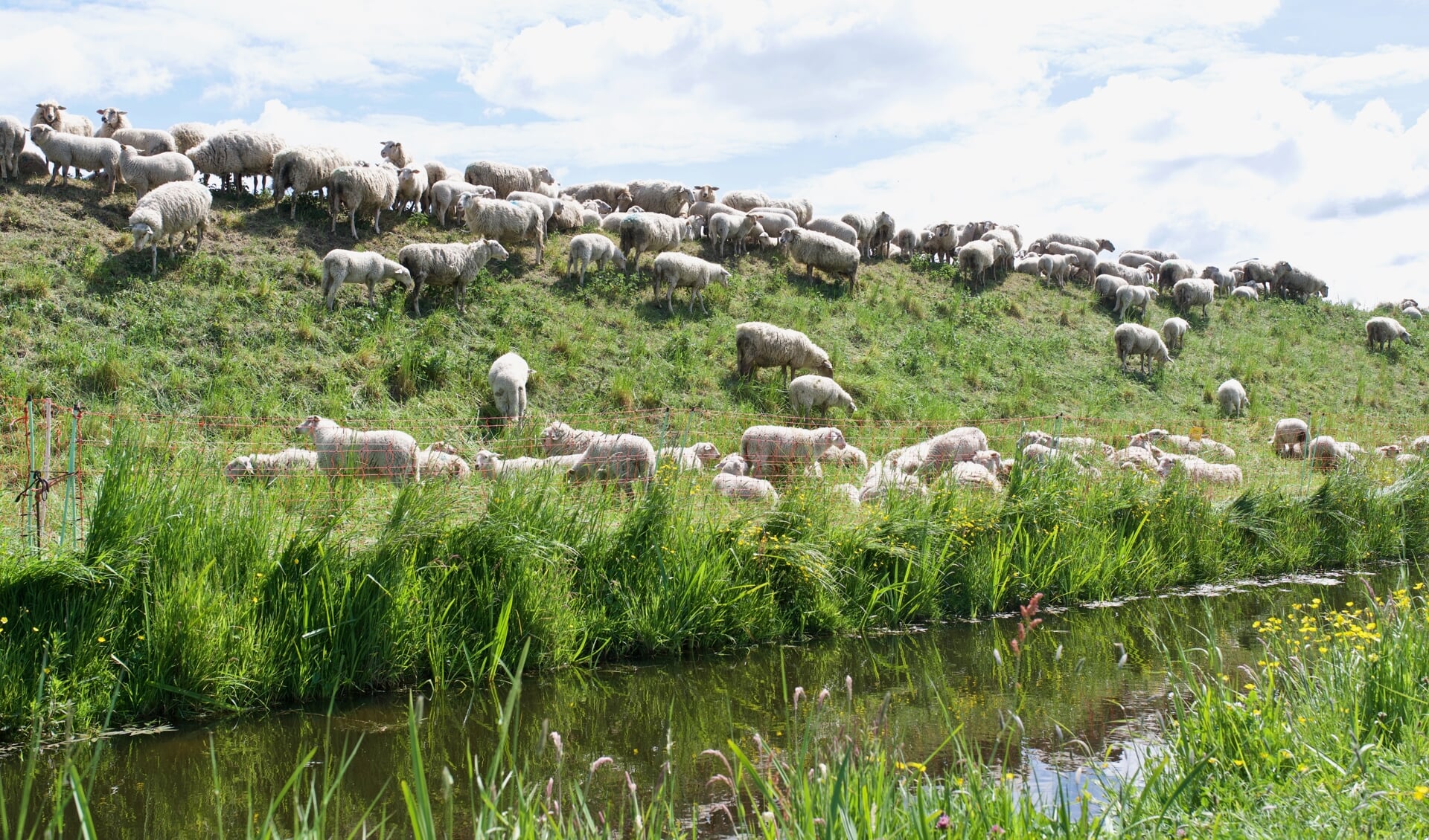 De schapen van Marijke Dirkson 'maaien' het gras op de geluidswal.