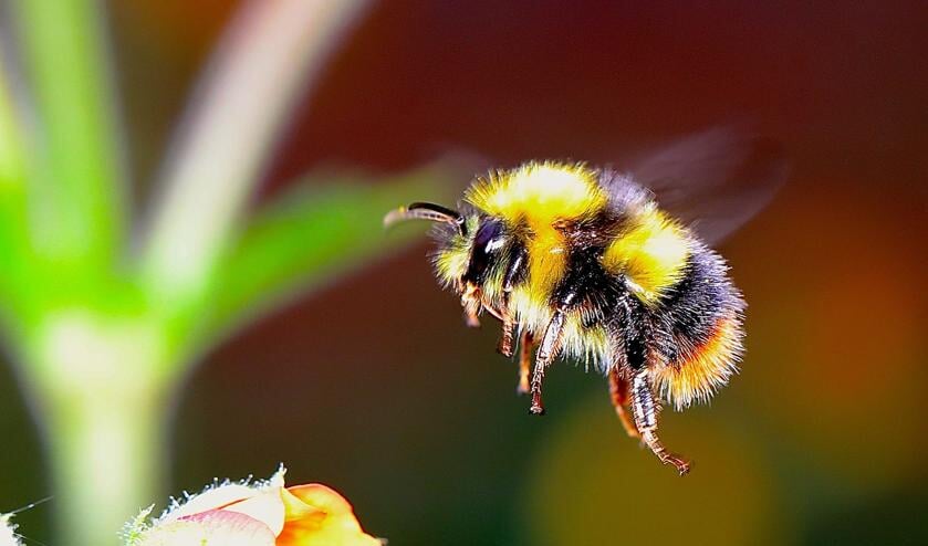 De hommel.