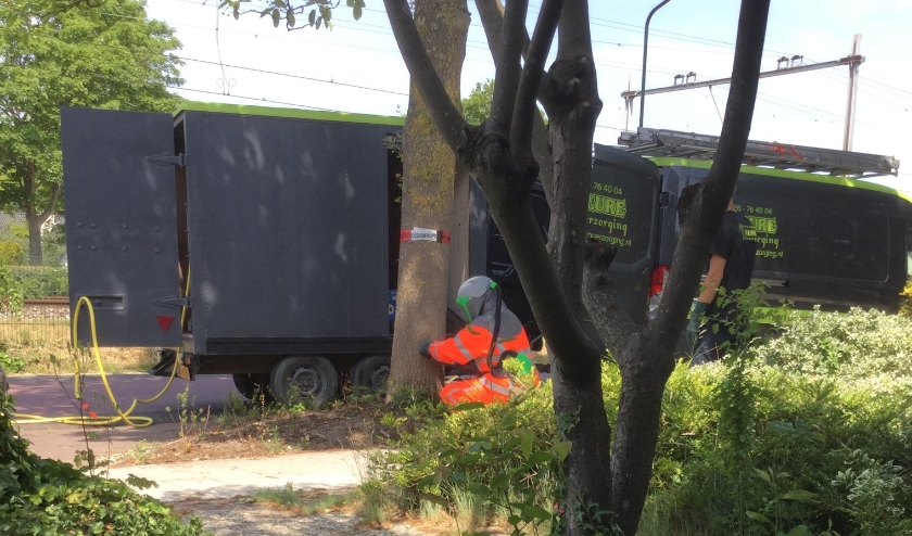 Een nest van Eikenprocessierupsen wordt weggehaald.