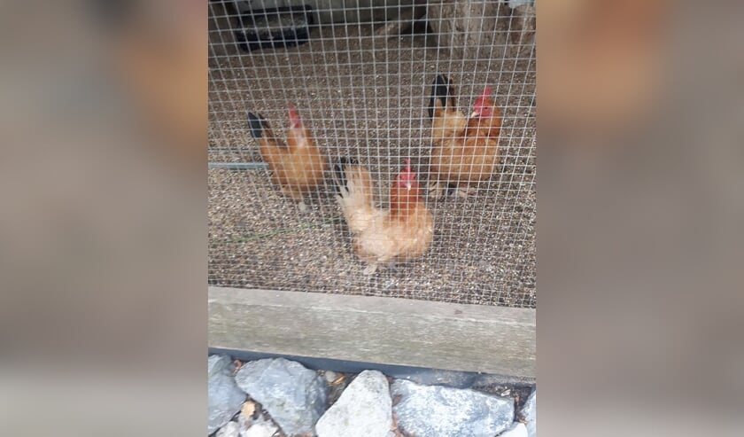 Adopteer een krielkip.
