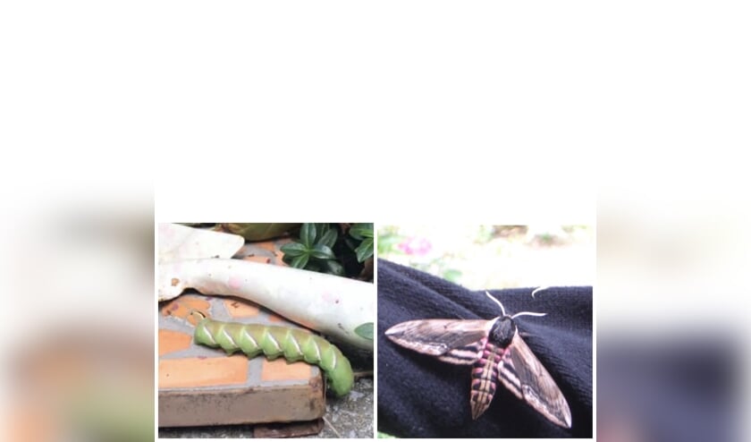 Foto links: Saskia Nanne - Pranger
Foto rechts: Nell Balm
