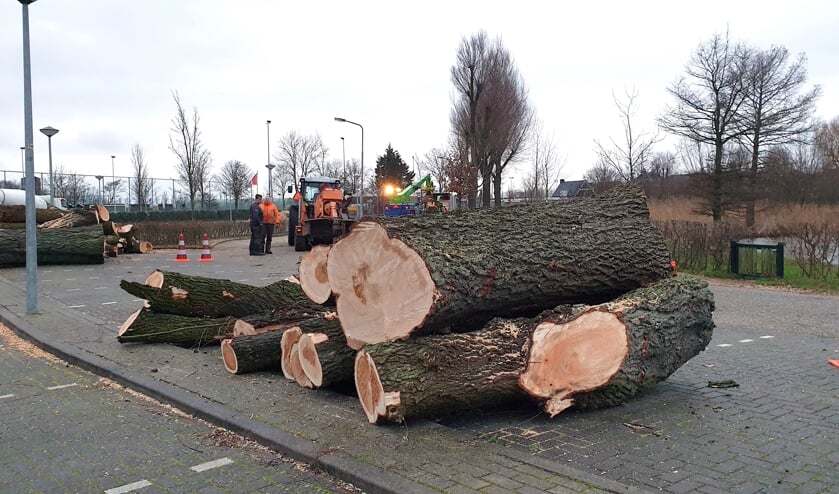 <p>Bomen moeten wijken voor nieuwe beschoeiing.</p>