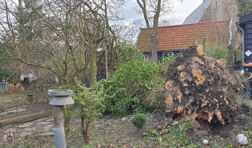 <p>De krachtige wind wist toch deze boom te ontwortelen.</p>