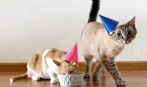 <p>De eerste verjaardag van Muis (l) en Billy (r) werd goed gevierd!</p>