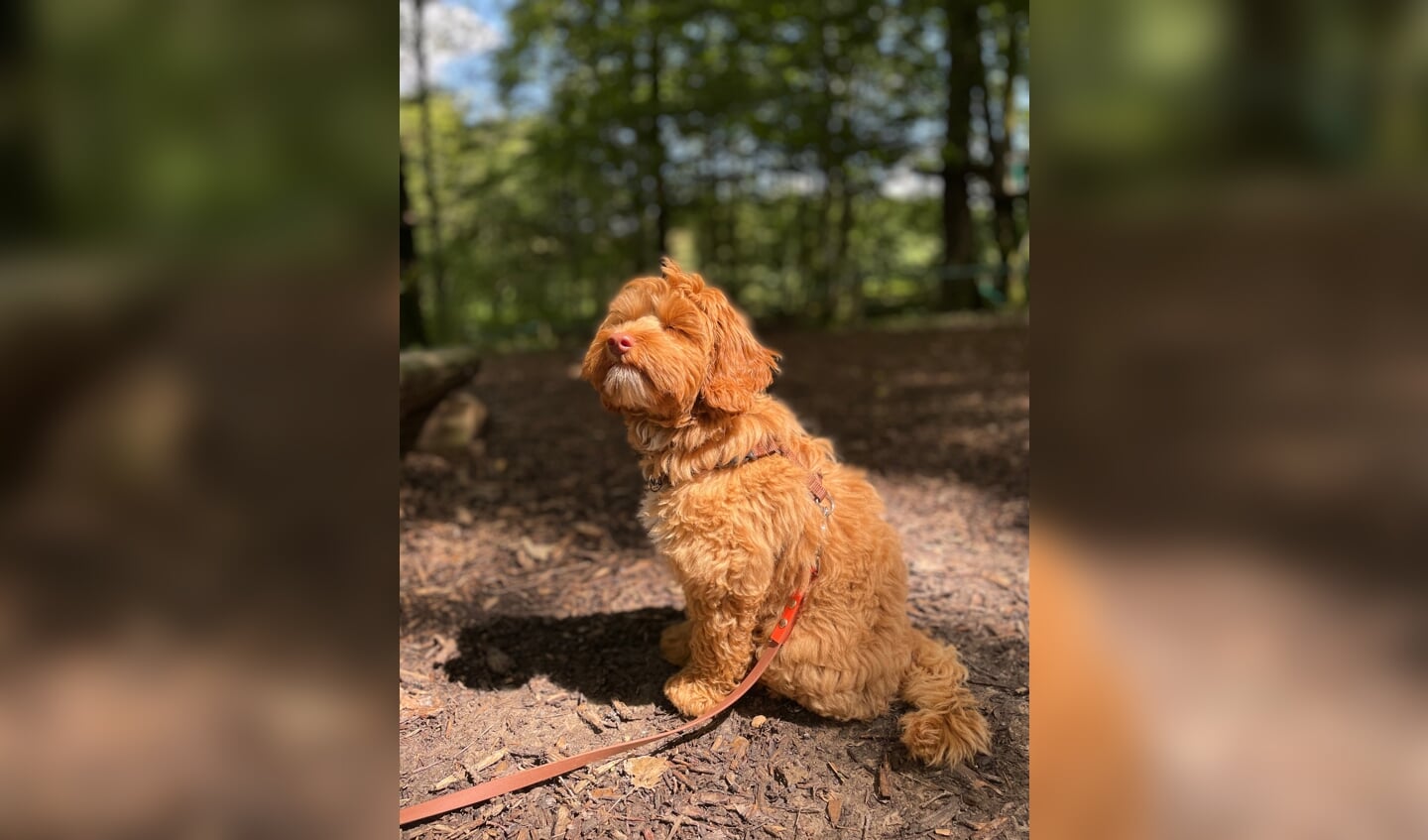 Ruby geniet van de zon.