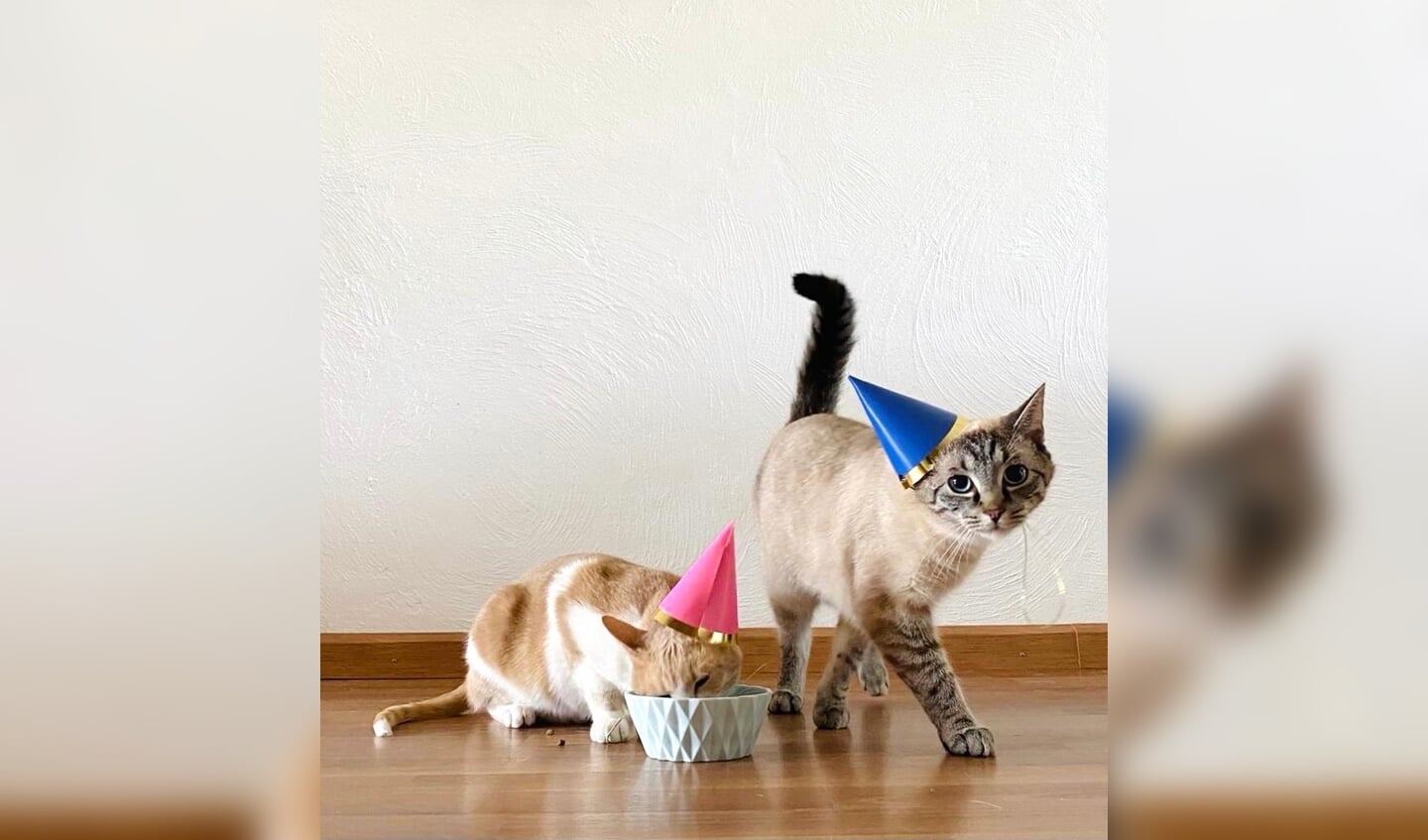 De eerste verjaardag van Muis (l) en Billy (r) werd goed gevierd!