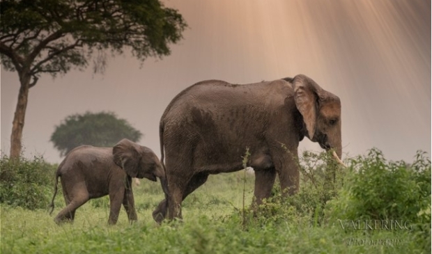 <p>Moeder olifant en jong, gefotografeerd in Oeganda.</p>