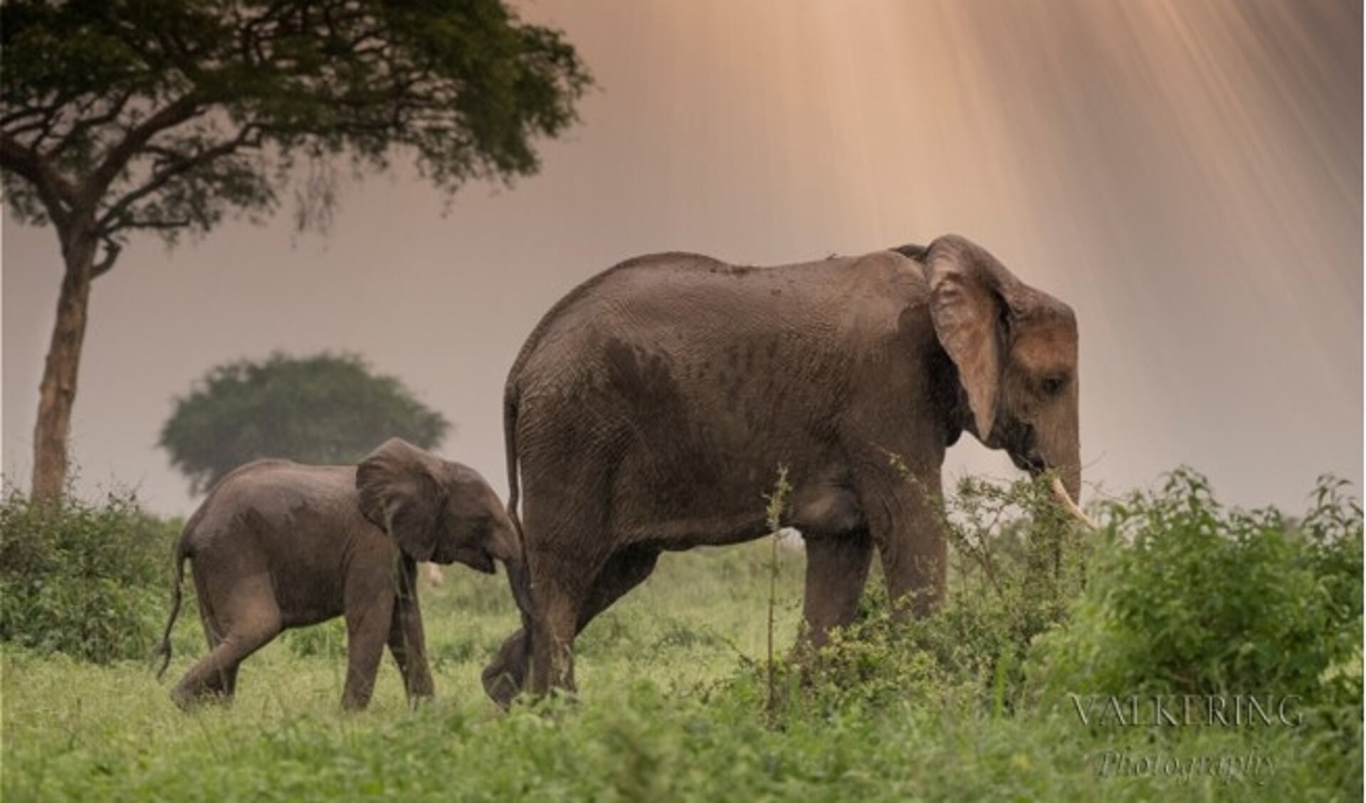 Moeder olifant en jong, gefotografeerd in Oeganda.