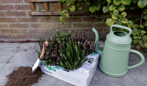 Ruilactie: één tuintegel voor een mooie plant!