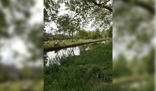 <p>Duurzaamheid, leefbaarheid en eerlijk delen is het motto van GroenLinks.</p>