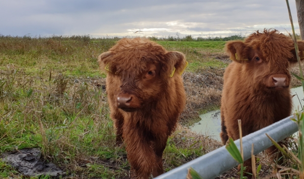 <p>Schotse Hooglanders kun je zomaar tegenkomen in de Dorregeester polder.</p>