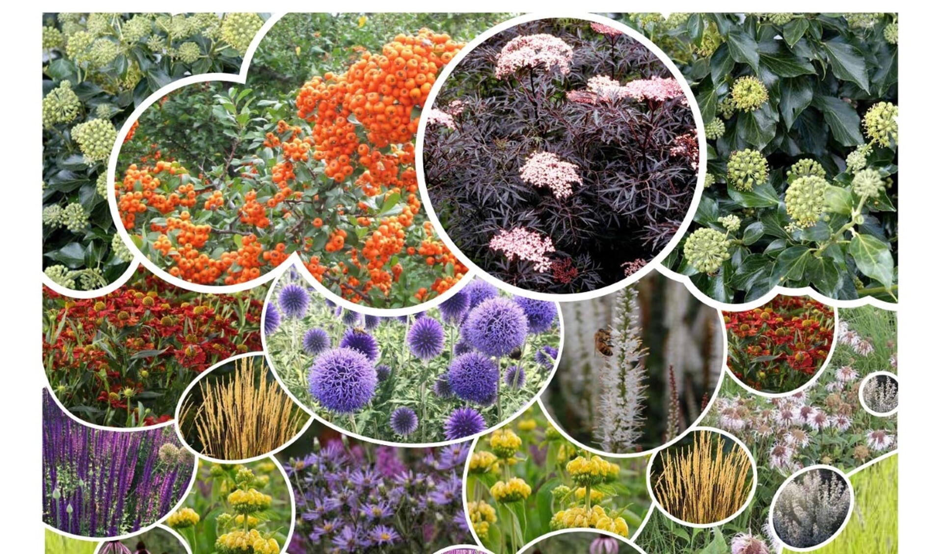 Een overzicht van de planten in de BioBorder zon.
