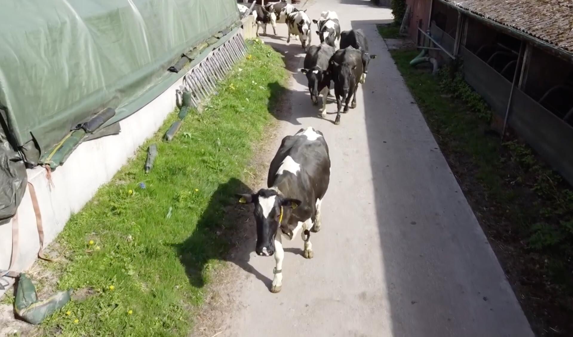 De deur gaat ging open en rennend, huppelend en loeiend van plezier gingen de koeien weer de wei in.